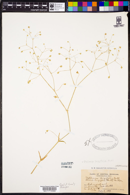 Stellaria longifolia image