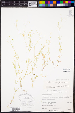 Stellaria longifolia image