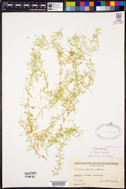 Stellaria longifolia image