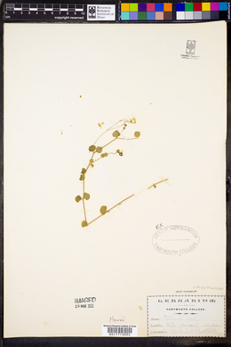 Stellaria umbellata image