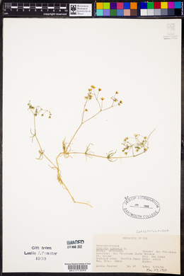Spergula arvensis image