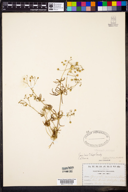 Spergula arvensis image