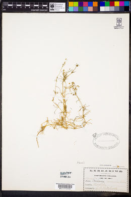Spergula arvensis image