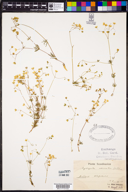 Spergula pentandra image