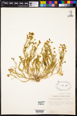 Spergularia macrotheca var. longistyla image