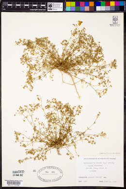 Spergularia rubra image