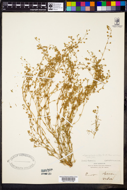 Spergularia rubra image