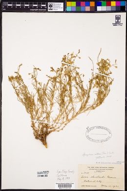 Spergularia villosa image