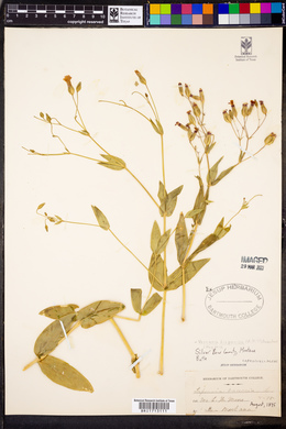 Vaccaria hispanica image