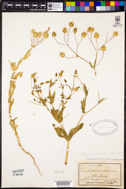 Vaccaria hispanica image