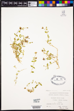 Wilhelmsia physodes image
