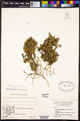 Merckia physodes image