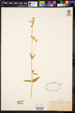 Silene undulata image
