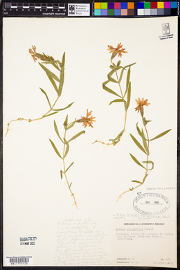 Silene laciniata subsp. californica image