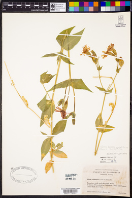 Silene laciniata subsp. californica image