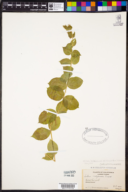 Silene laciniata image
