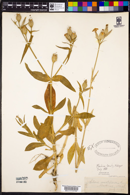 Silene noctiflora image