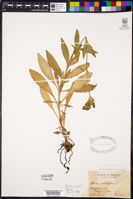 Silene noctiflora image