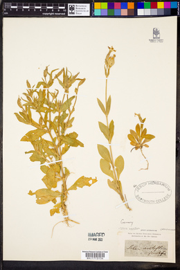 Silene noctiflora image