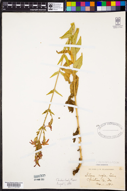 Silene regia image