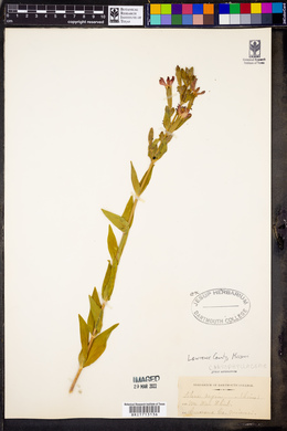 Silene regia image