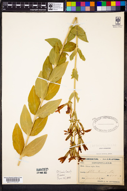 Silene regia image