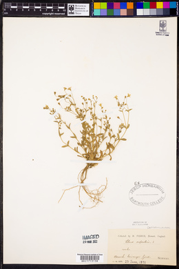 Silene rupestris image