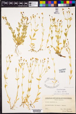 Silene rupestris image