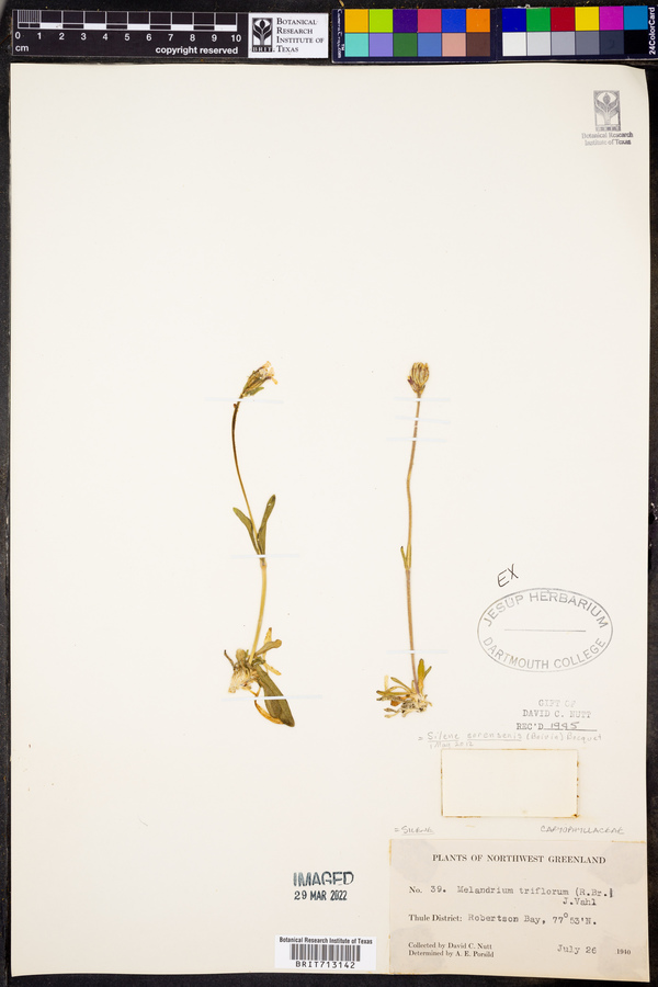 Silene ostenfeldii image