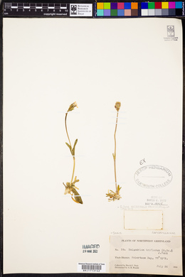 Silene ostenfeldii image