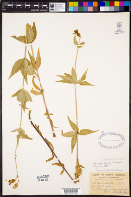 Silene stellata image