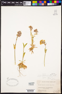 Silene suecica image
