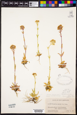 Viscaria alpina image