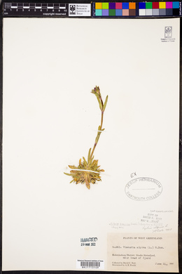 Silene suecica image