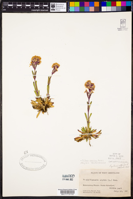 Silene suecica image