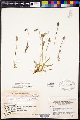 Silene uralensis subsp. uralensis image