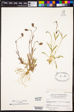 Silene uralensis subsp. uralensis image