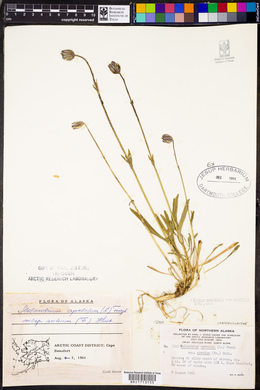 Silene uralensis subsp. uralensis image