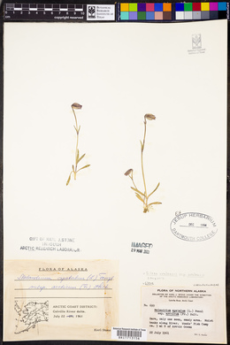 Silene uralensis image