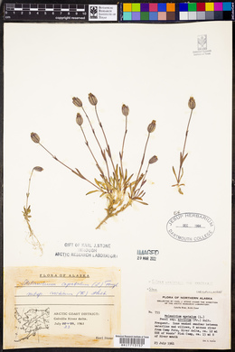 Silene uralensis image