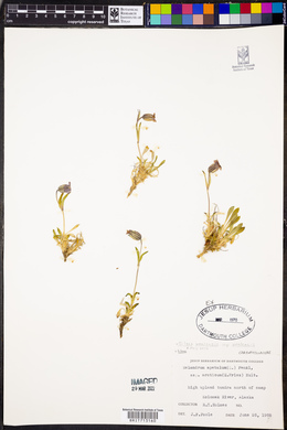 Silene uralensis ssp. uralensis image