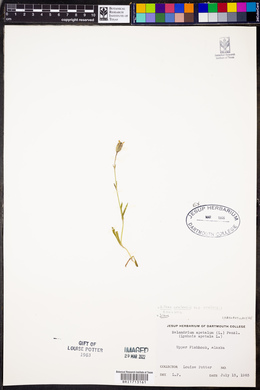 Silene uralensis ssp. uralensis image
