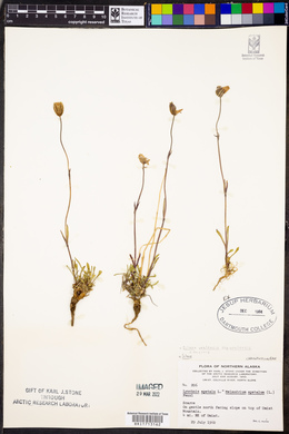 Silene uralensis ssp. uralensis image