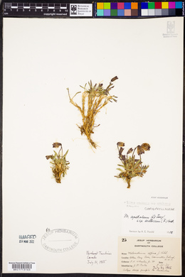Silene uralensis ssp. uralensis image