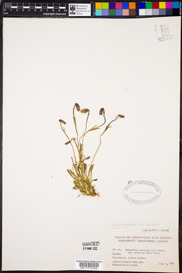 Silene uralensis image