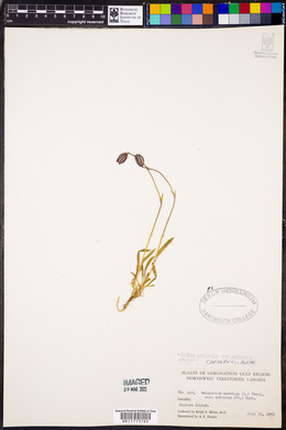 Silene uralensis ssp. uralensis image