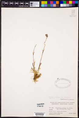 Silene uralensis ssp. uralensis image