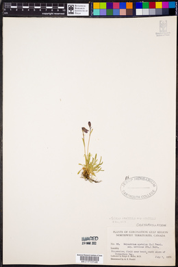 Silene uralensis ssp. uralensis image