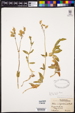 Silene vulgaris image