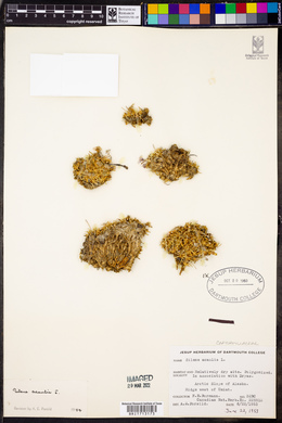 Silene acaulis image